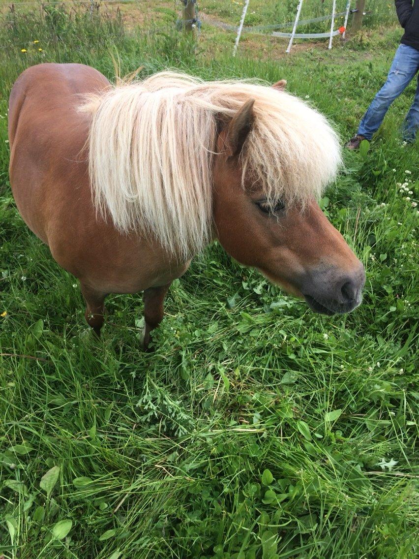 Shetlænder Dion billede 6