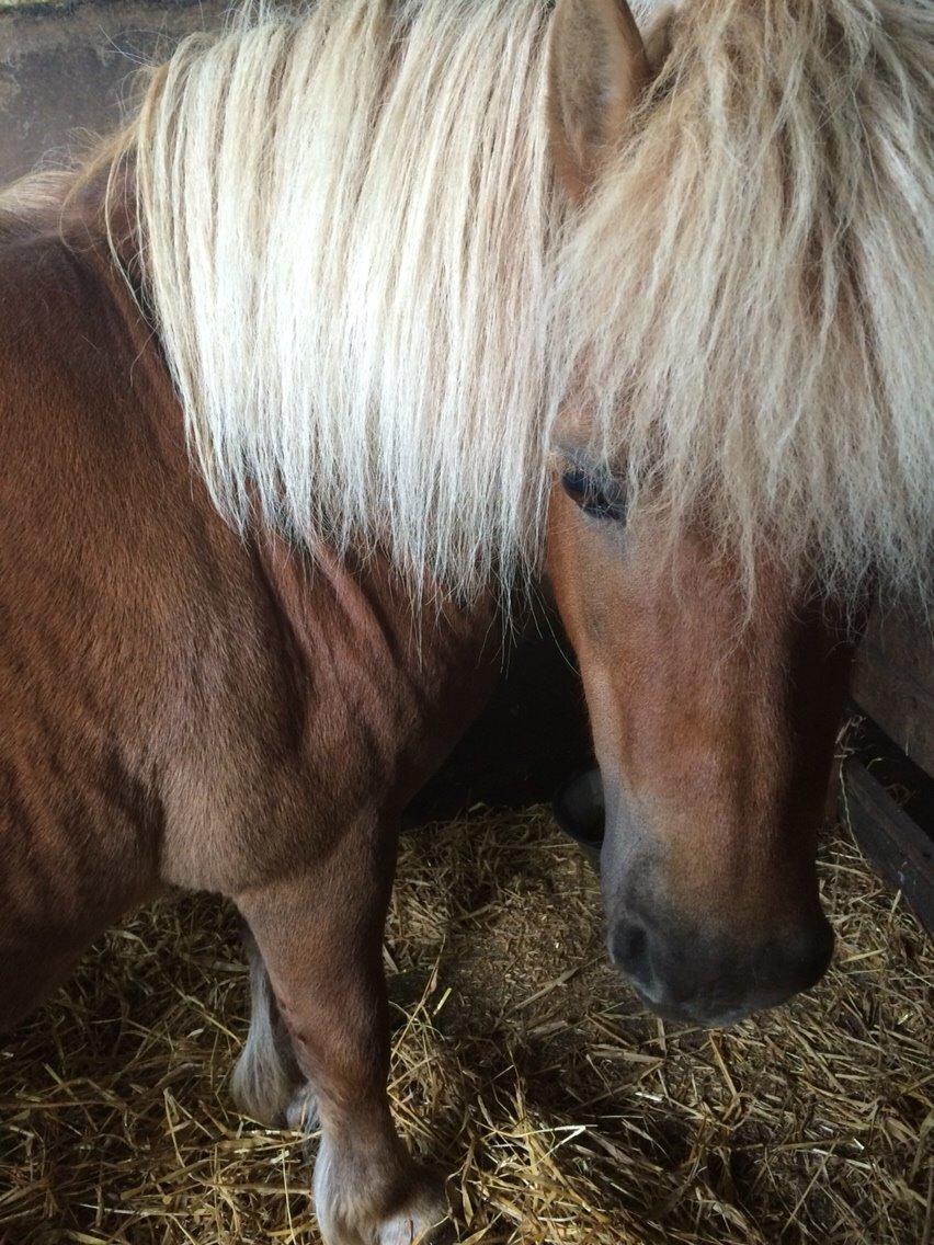 Shetlænder Dion billede 7