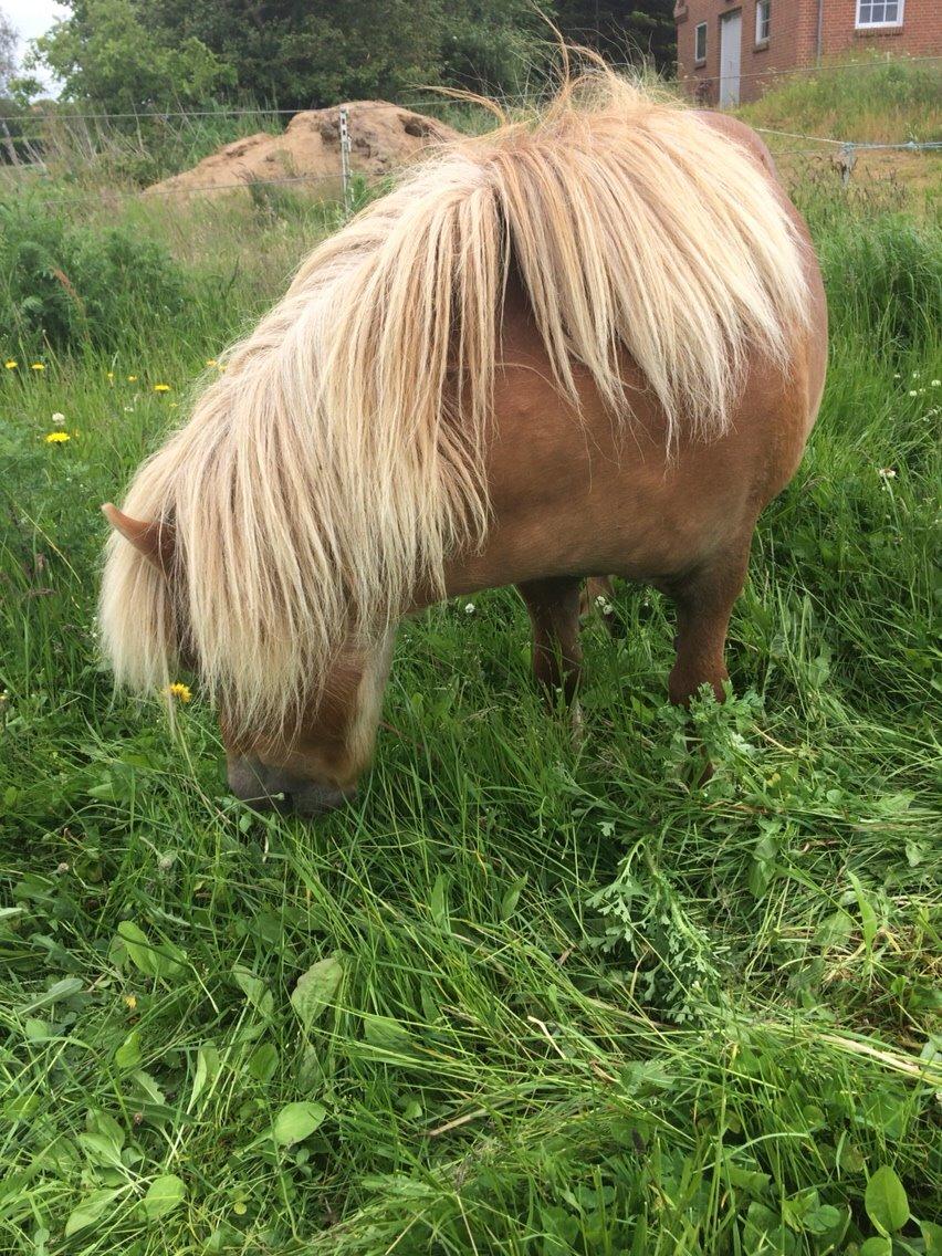 Shetlænder Dion billede 8