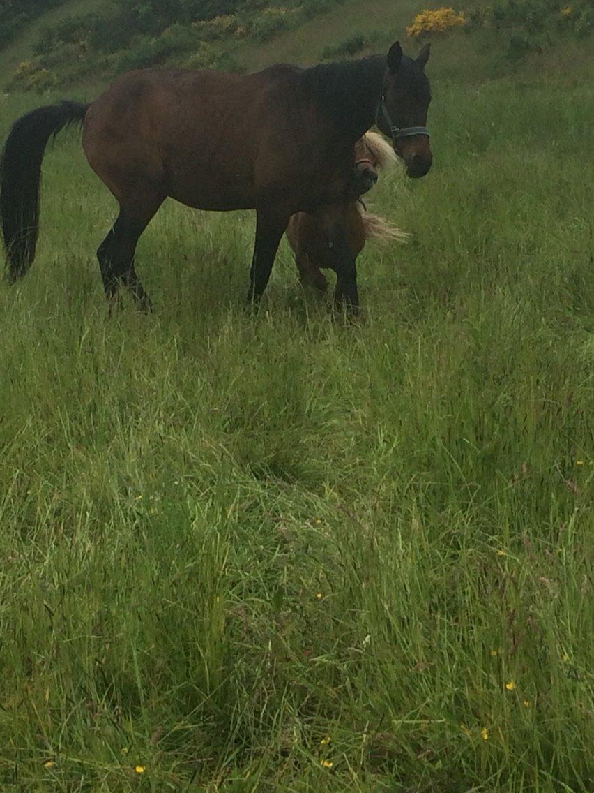 Shetlænder Dion billede 9