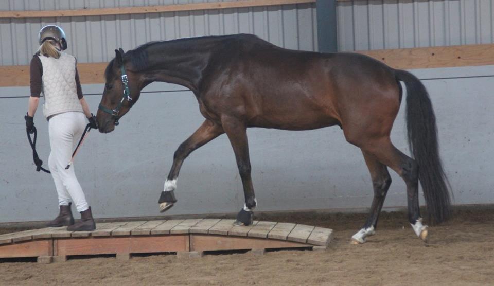 Dansk Varmblod Demi af Hedensminde billede 18