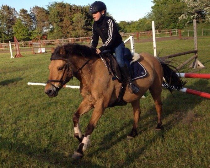 Anden særlig race Maude af mølleagergård - midt i en kombination billede 4