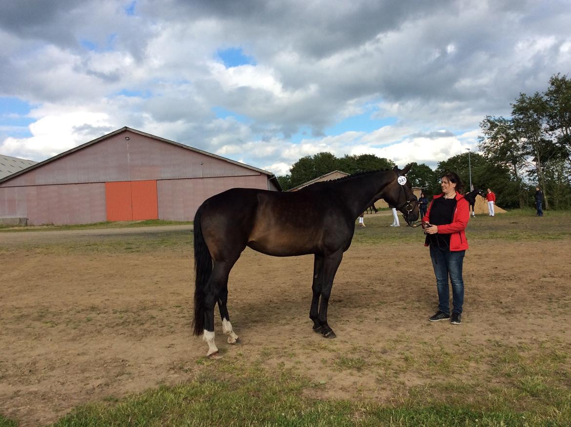 Dansk Varmblod Wasa billede 1