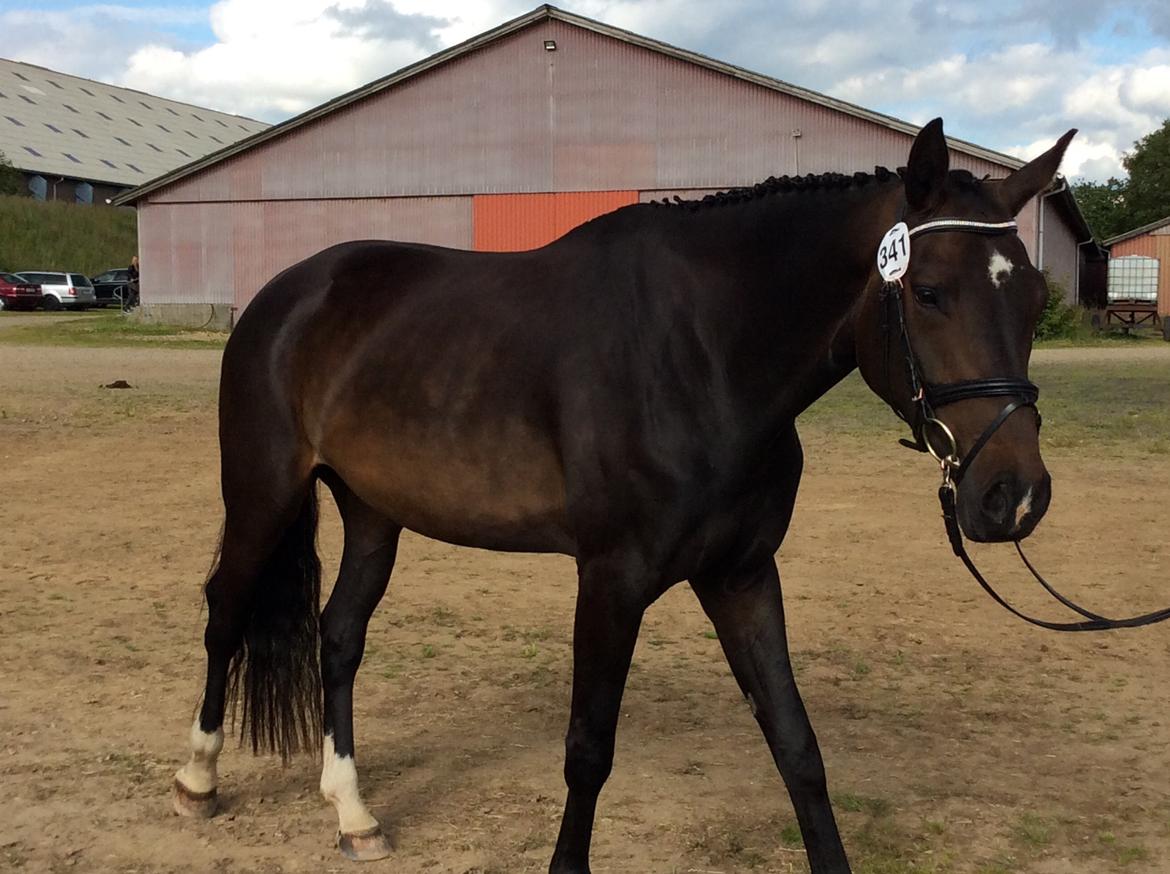 Dansk Varmblod Wasa billede 5