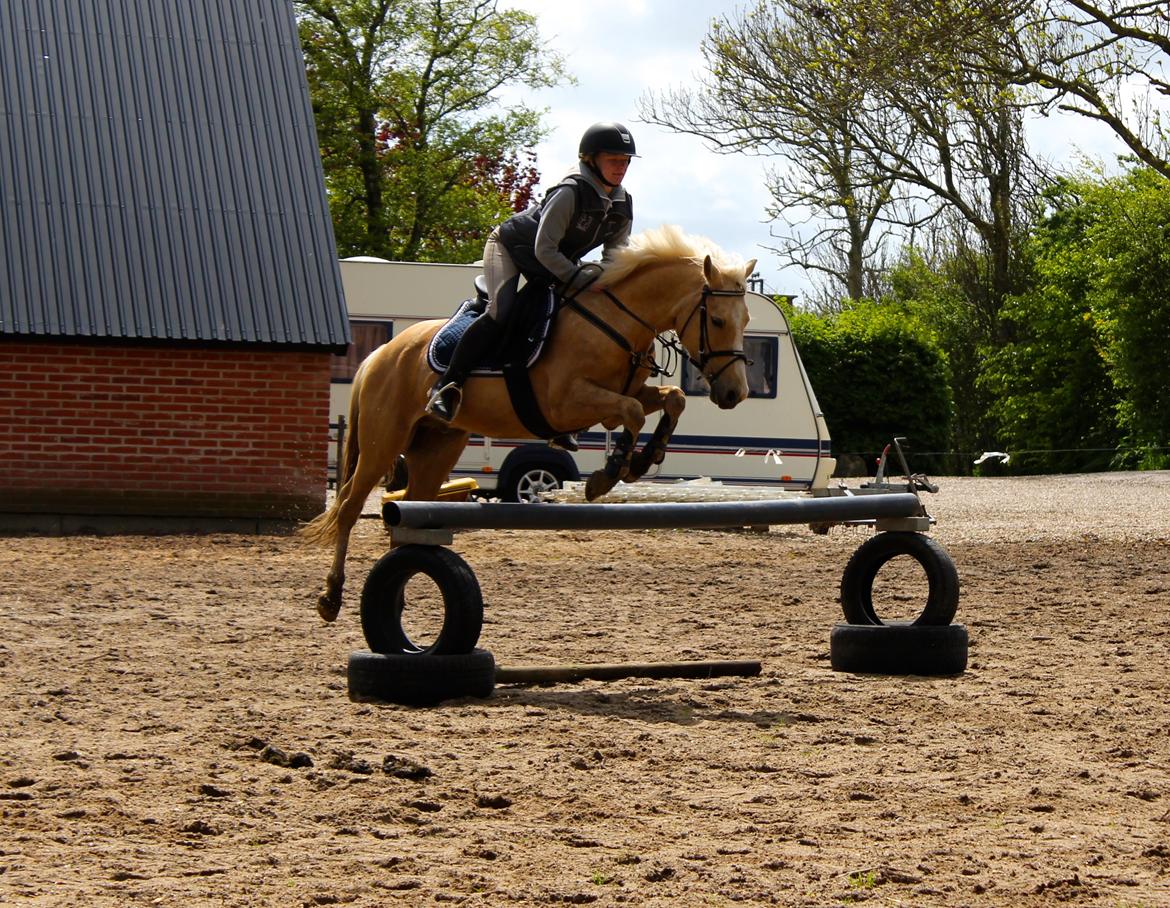 Palomino Asterix billede 8