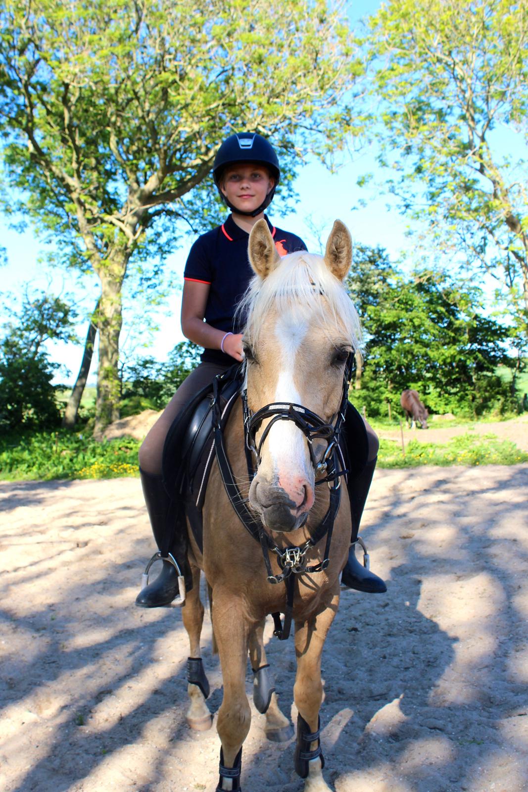 Palomino Asterix - Asterix og min søster billede 10