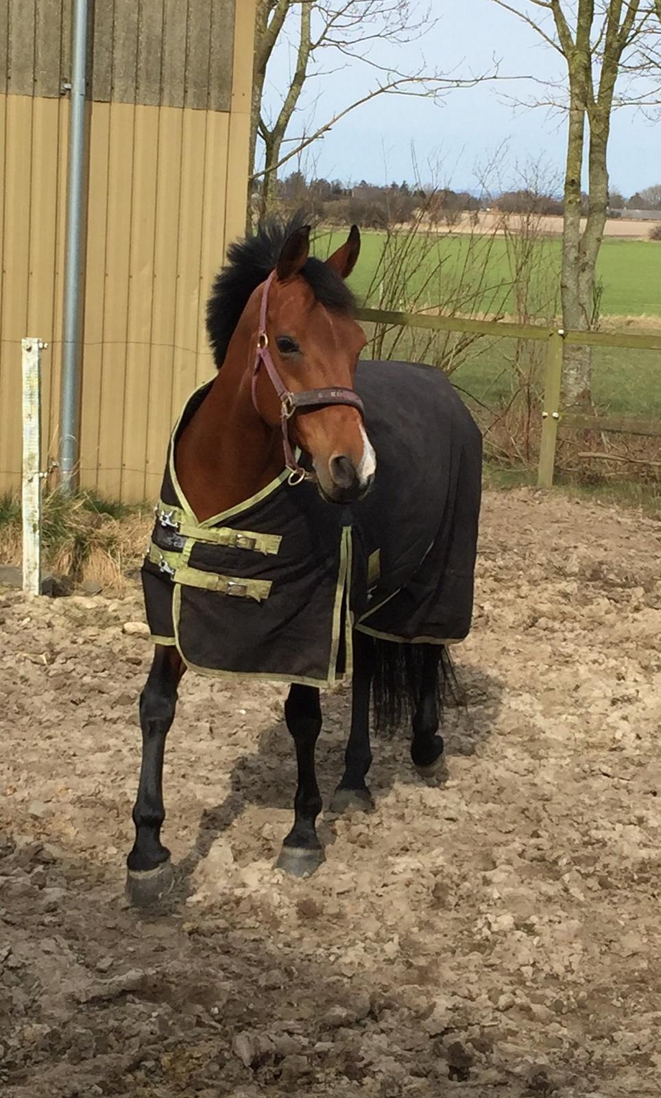 Anden særlig race Lindholms Lollipop - Lollipop en af de første dage vi havde ( marts 2015 ) billede 2