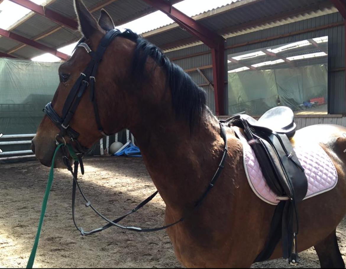 Oldenborg Østerkroens Scharon billede 9