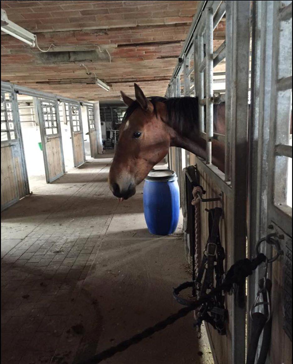 Oldenborg Østerkroens Scharon billede 12