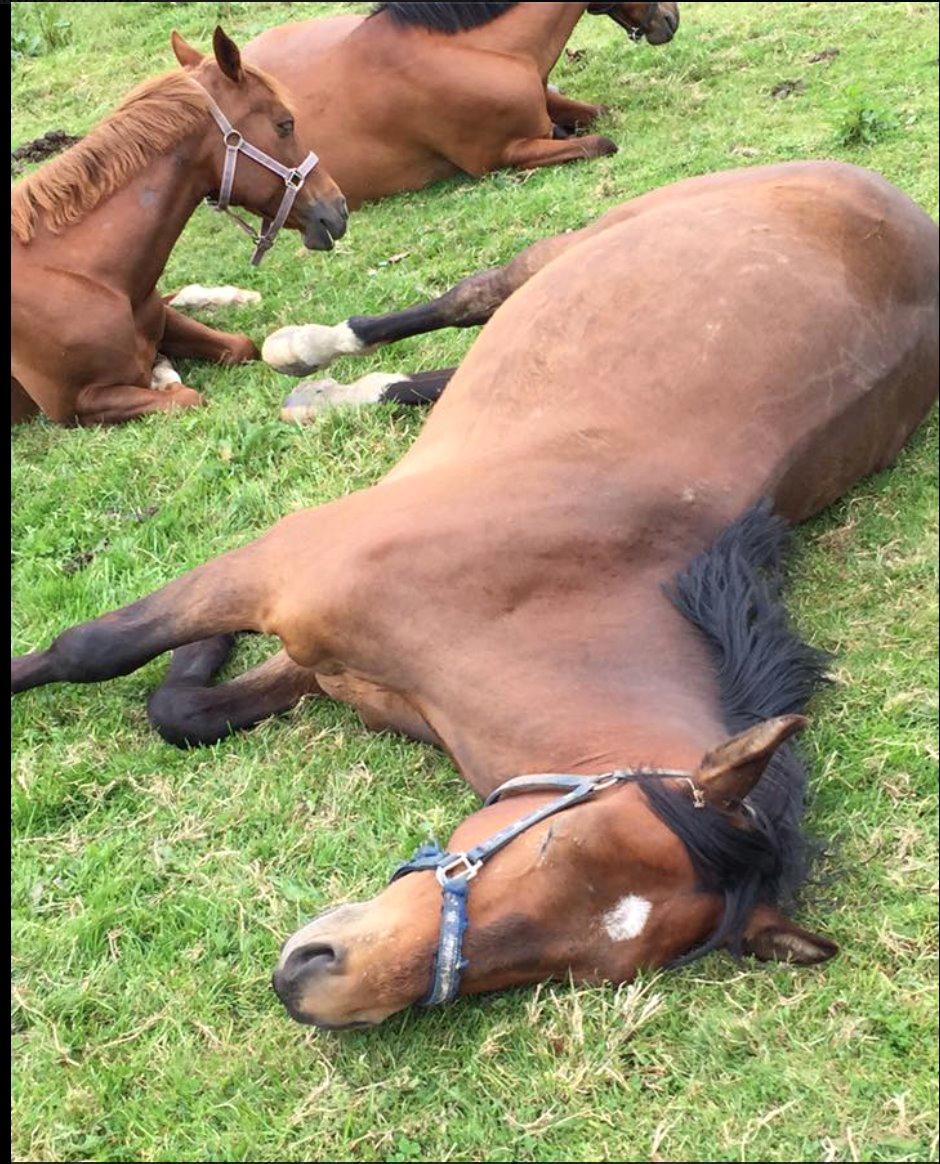 Oldenborg Østerkroens Scharon billede 4