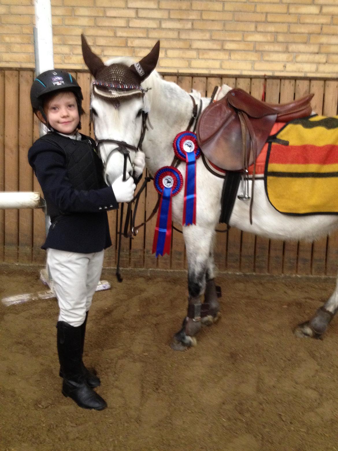 Welsh Pony (sec B) Ulrika billede 2