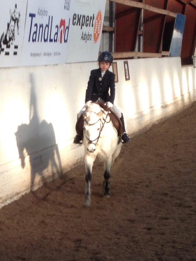 Welsh Pony (sec B) Ulrika billede 9