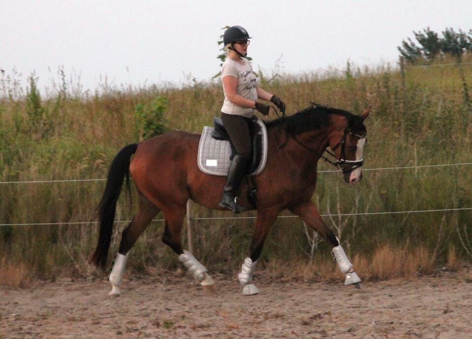 Dansk Varmblod Malina - Dressurtræning hjemme hos mor <3 billede 6