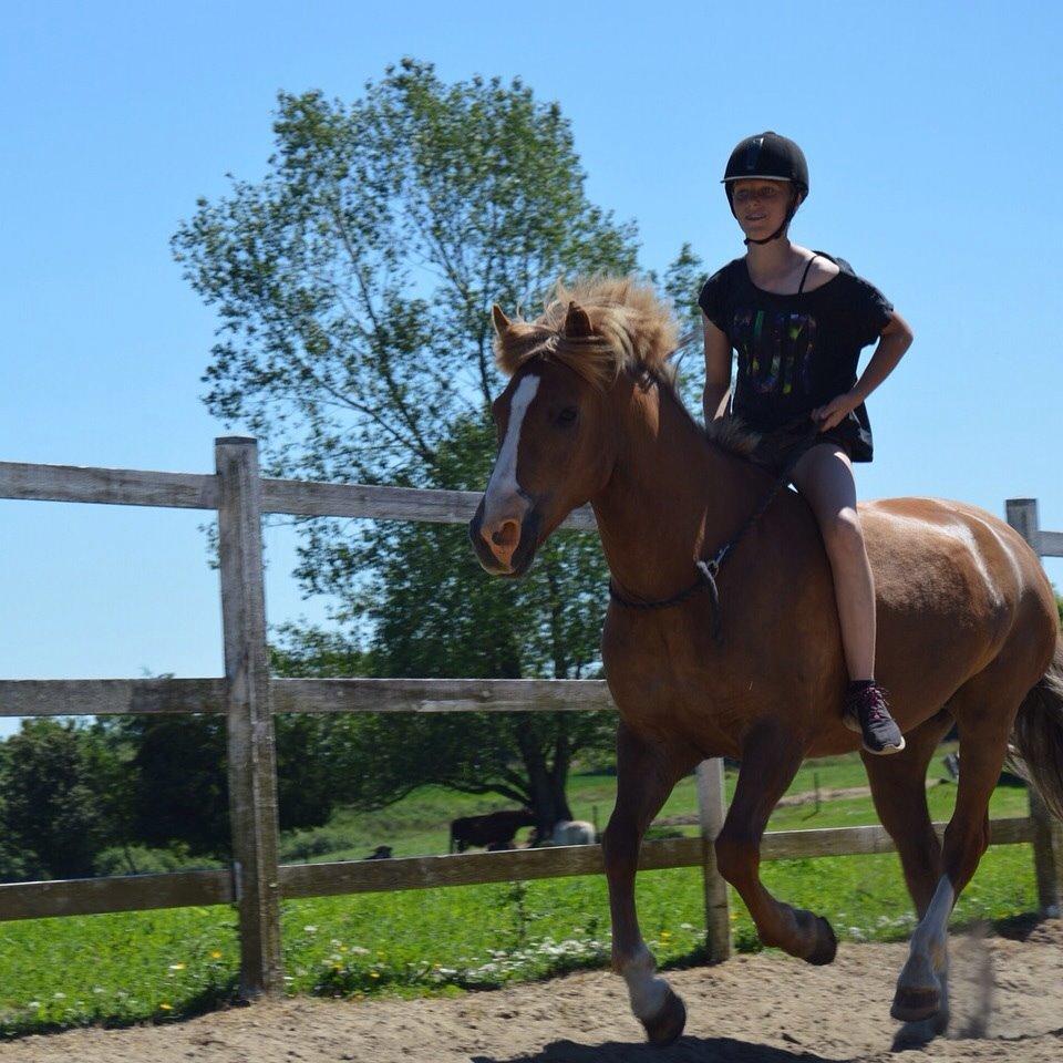 New Forest ADORER ARCHIBAL billede 8