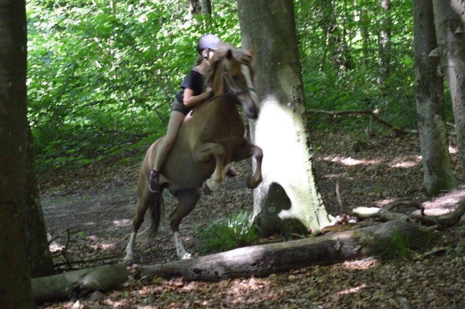 New Forest ADORER ARCHIBAL billede 11