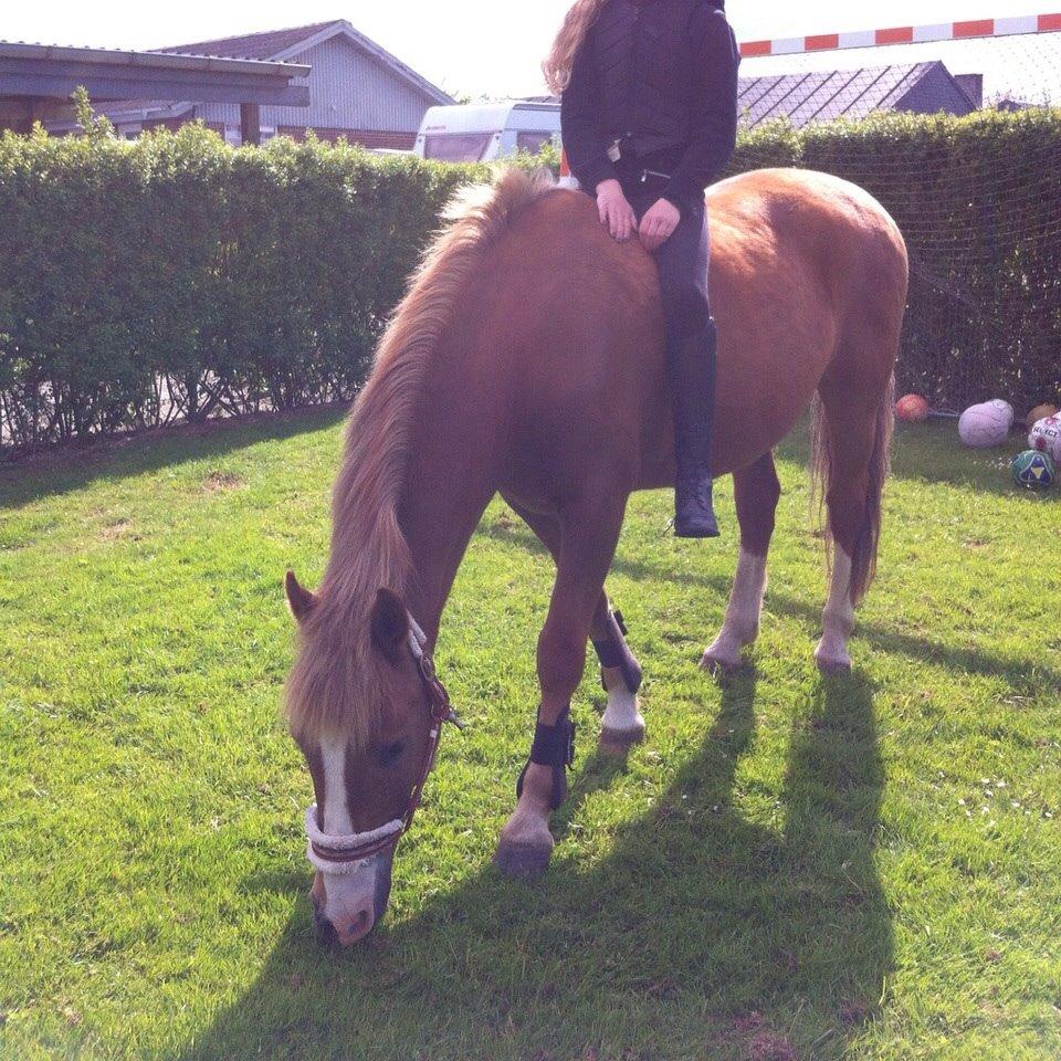 New Forest ADORER ARCHIBAL billede 13