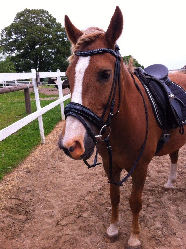 New Forest ADORER ARCHIBAL billede 12