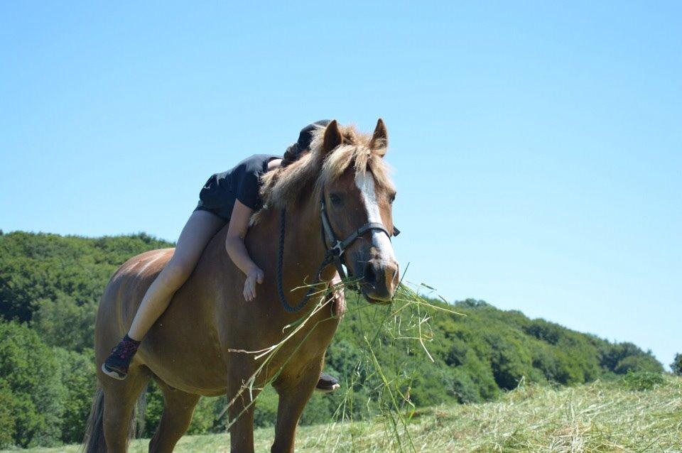 New Forest ADORER ARCHIBAL billede 15