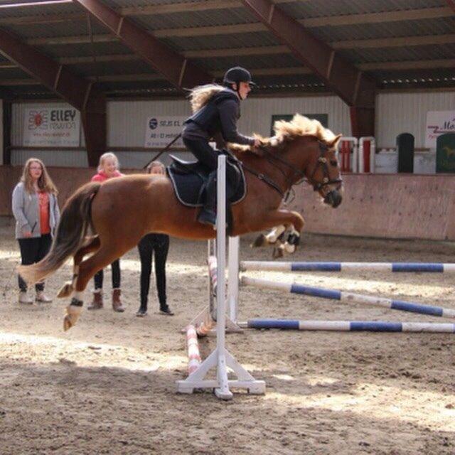 New Forest ADORER ARCHIBAL billede 19