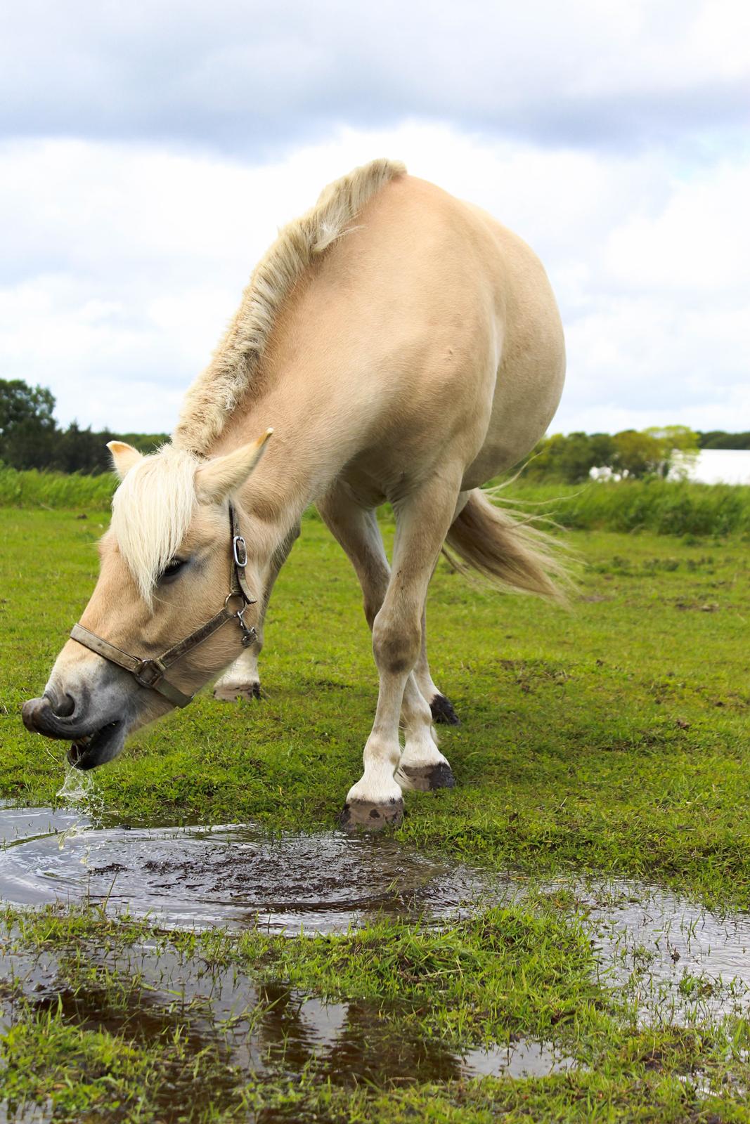 Fjordhest Oyvind møldrup - Taget af: Sabrina Christensen ( mig) 2015 billede 14