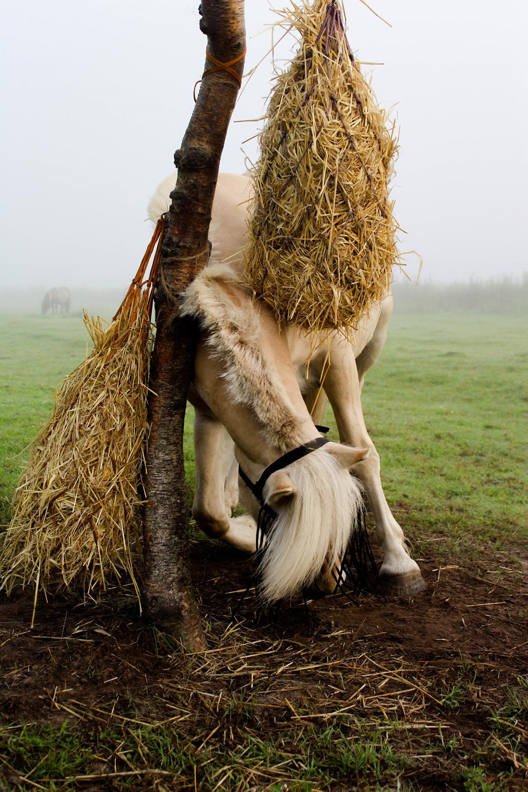 Fjordhest Oyvind møldrup - Taget af: Sabrina Christensen ( mig) 2015 billede 11