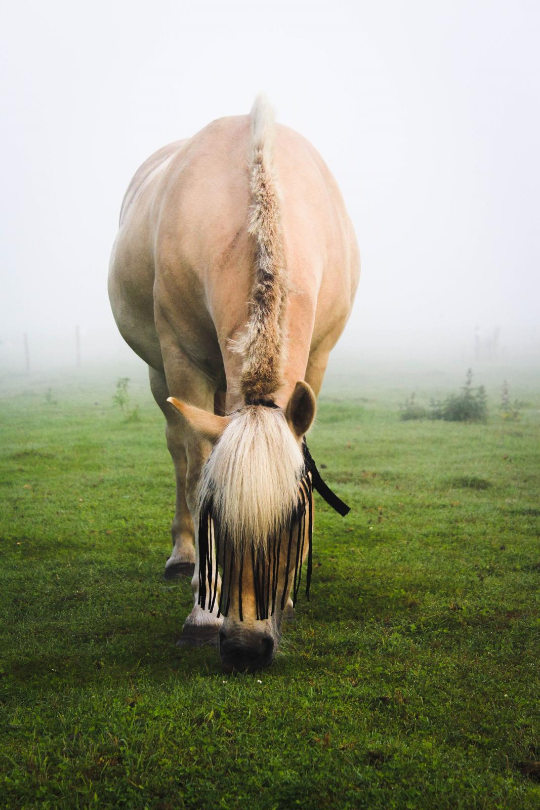 Fjordhest Oyvind møldrup - Taget af: Sabrina Christensen ( mig) 2015 billede 10