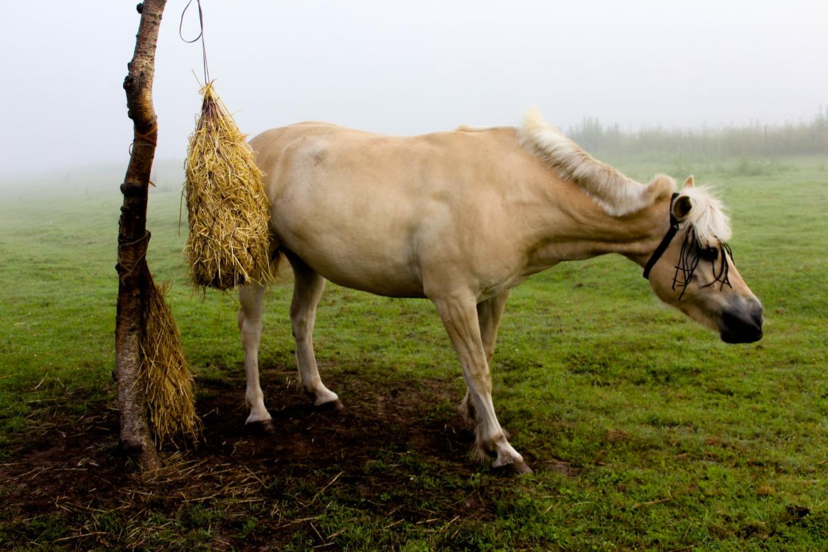 Fjordhest Oyvind møldrup - Taget af: Sabrina Christensen ( mig) 2015 billede 12