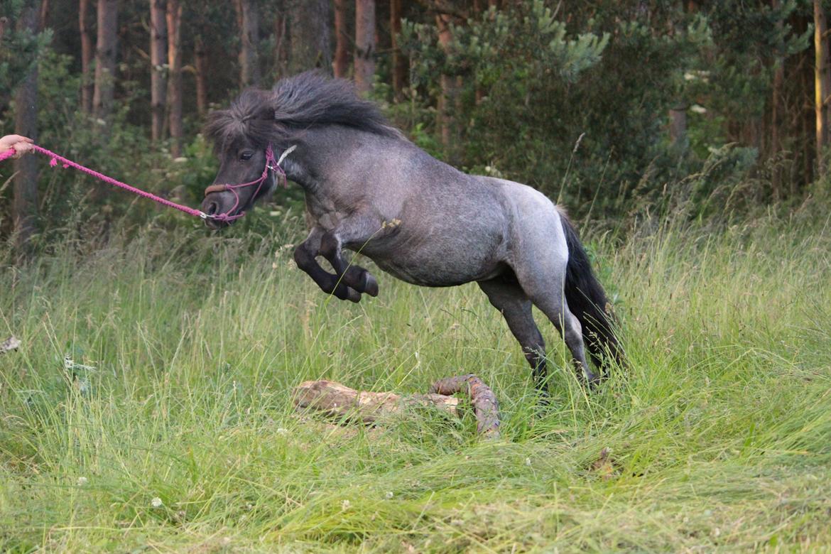 Shetlænder Trille billede 16