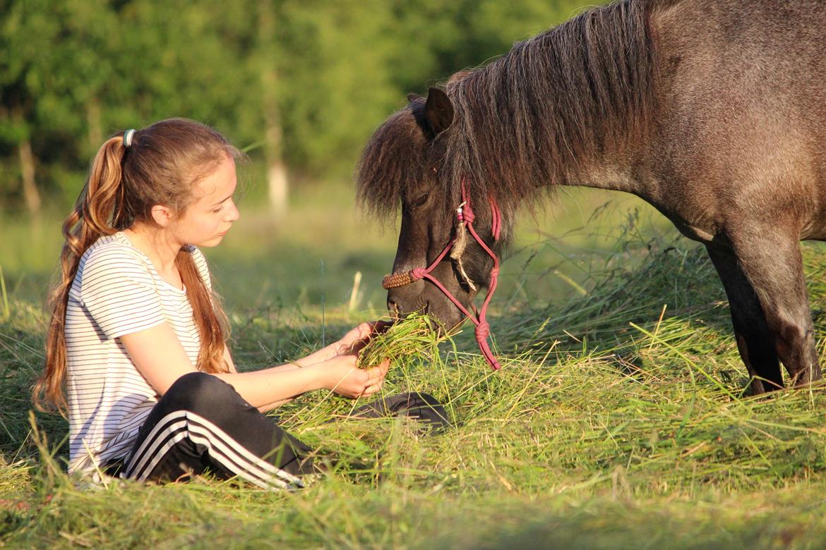 Shetlænder Trille billede 17