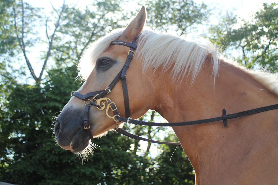Tyroler Haflinger Stella - 30-06 2015 billede 18