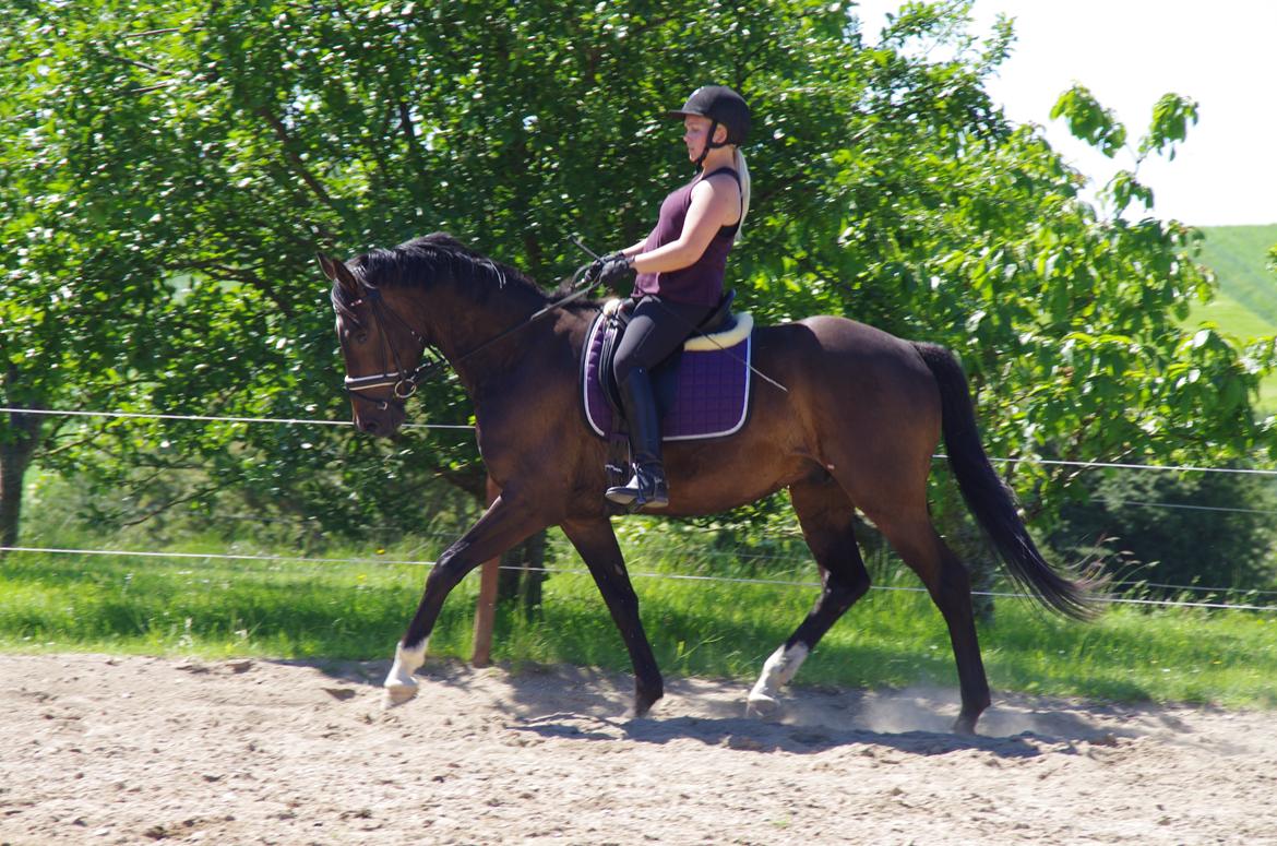 Dansk Varmblod Baunehøjens Fürst Flügger billede 16