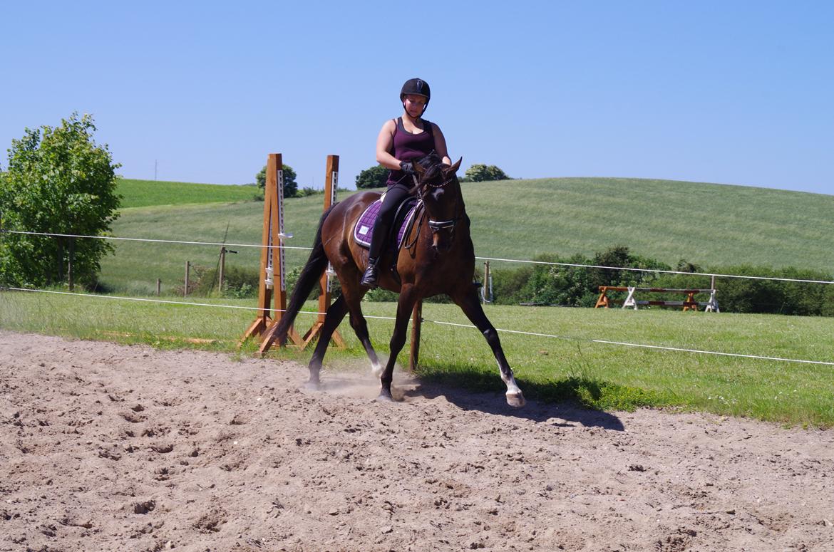 Dansk Varmblod Baunehøjens Fürst Flügger billede 18