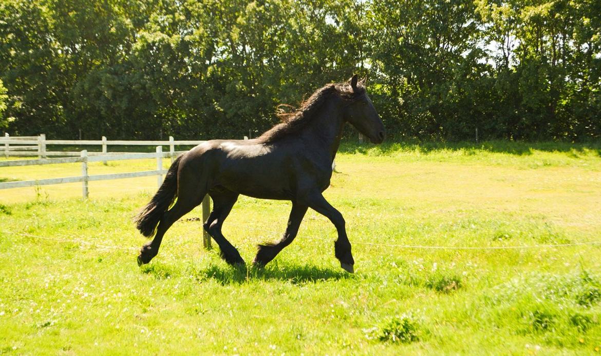 Barockpinto Kastell billede 4