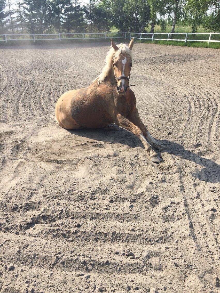 Palomino RAINBOW HAPPY END billede 8