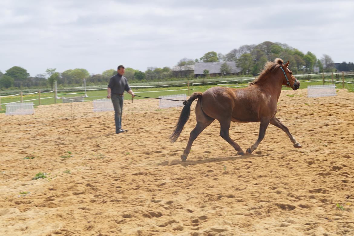 Anden særlig race Diamond Boy (Boy) - lækkermåsen i blærerøvs trav :) billede 10