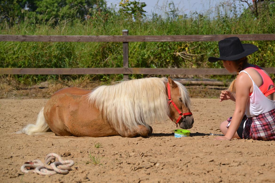 Shetlænder Stjernens Mini-Lion - 2. Gang vi prøver kræfter af med tricket ligge ned <3 billede 13