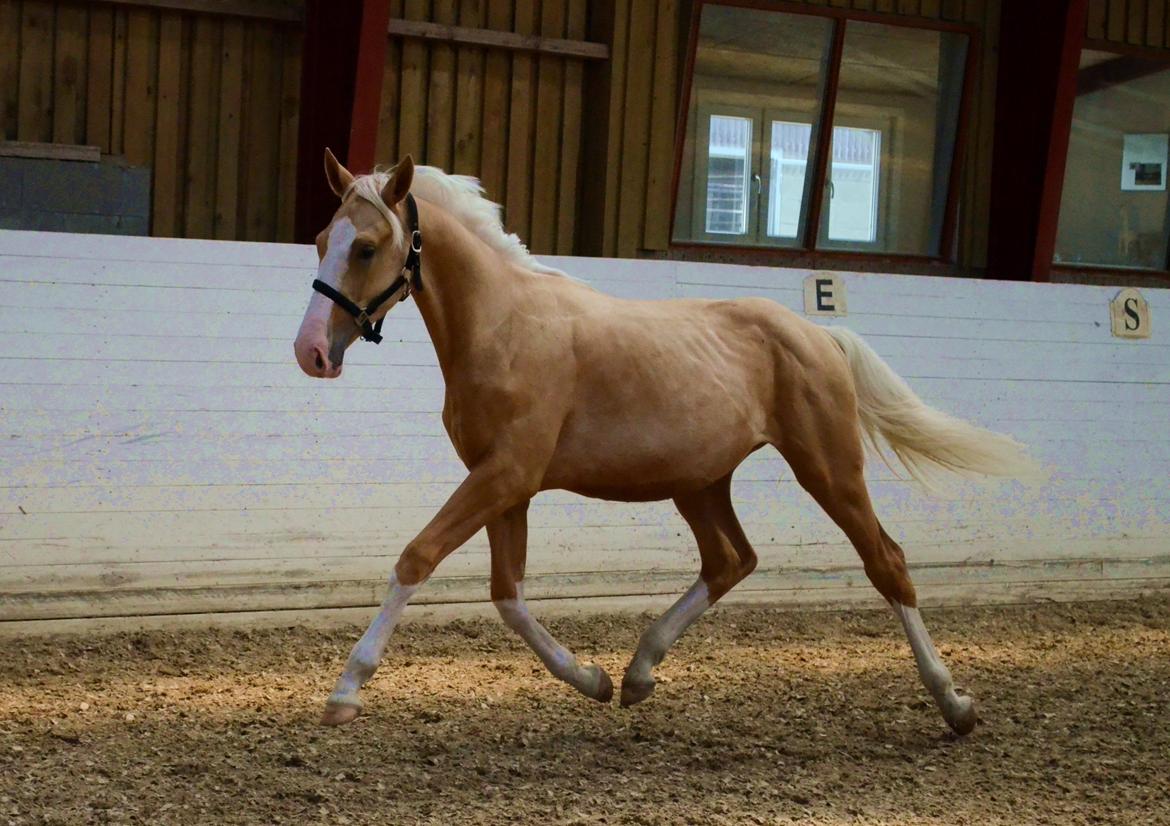 Palomino Stensgaardens Copyright - 15 måneder billede 1