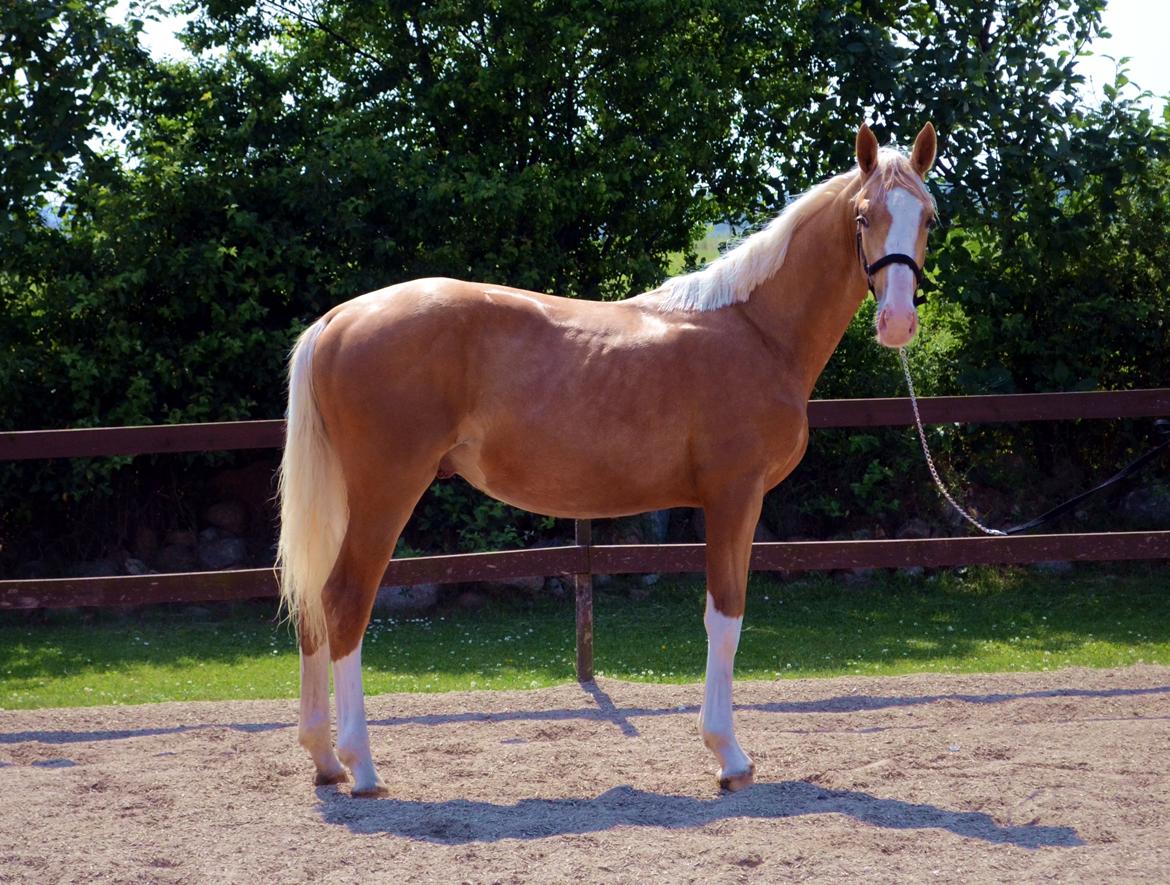 Palomino Stensgaardens Copyright billede 49