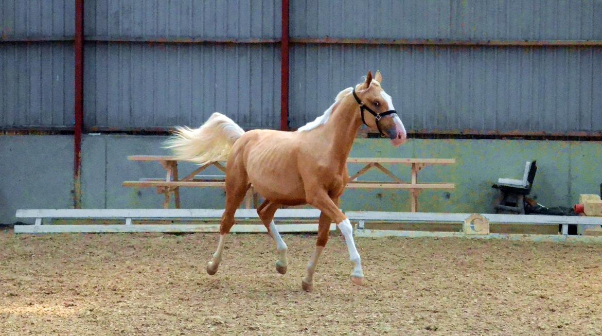 Palomino Stensgaardens Copyright - 15 måneder billede 13