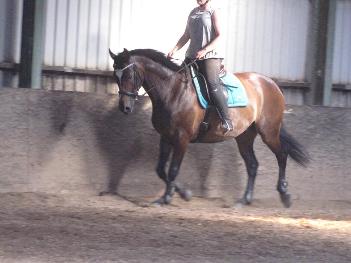 Tysk Varmblod Ramonas Saxo billede 25