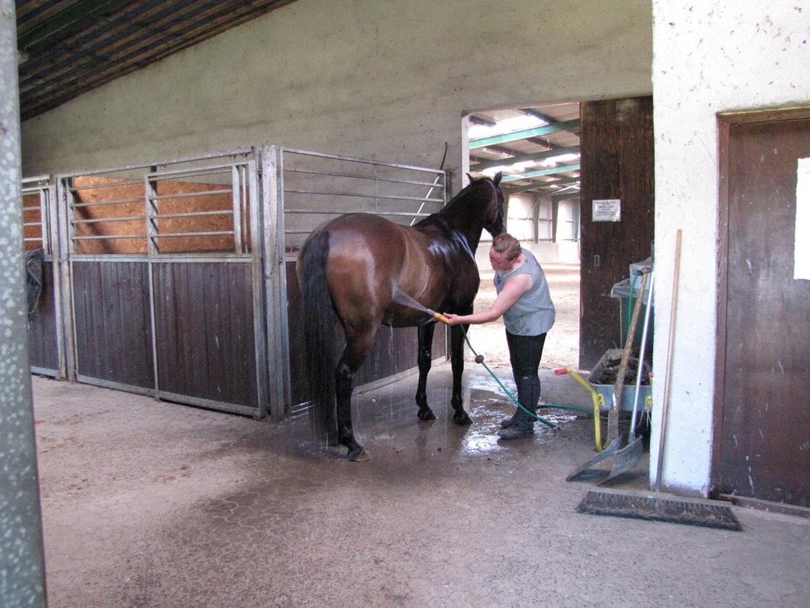 Tysk Varmblod Ramonas Saxo billede 26