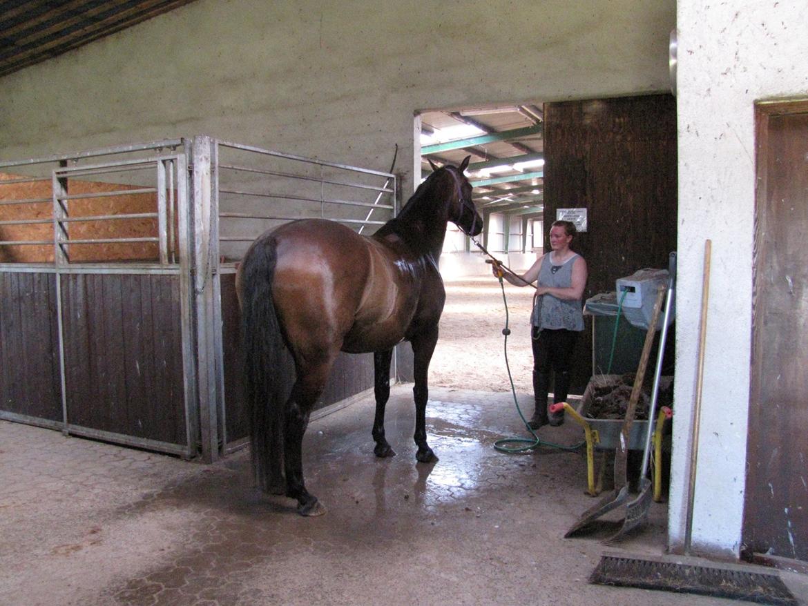 Tysk Varmblod Ramonas Saxo billede 27