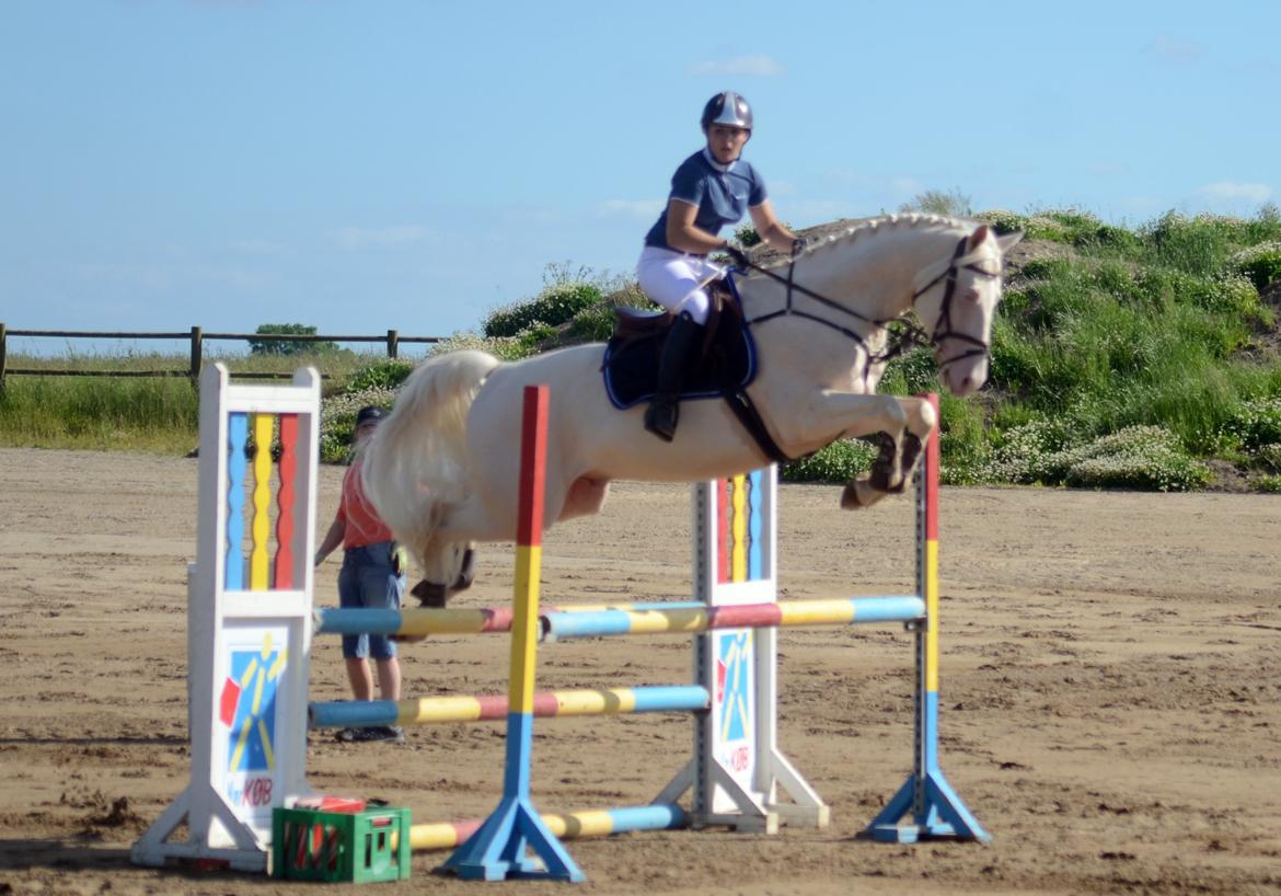 Palomino Stensgaardens cavanoux (EU Hingst) billede 13