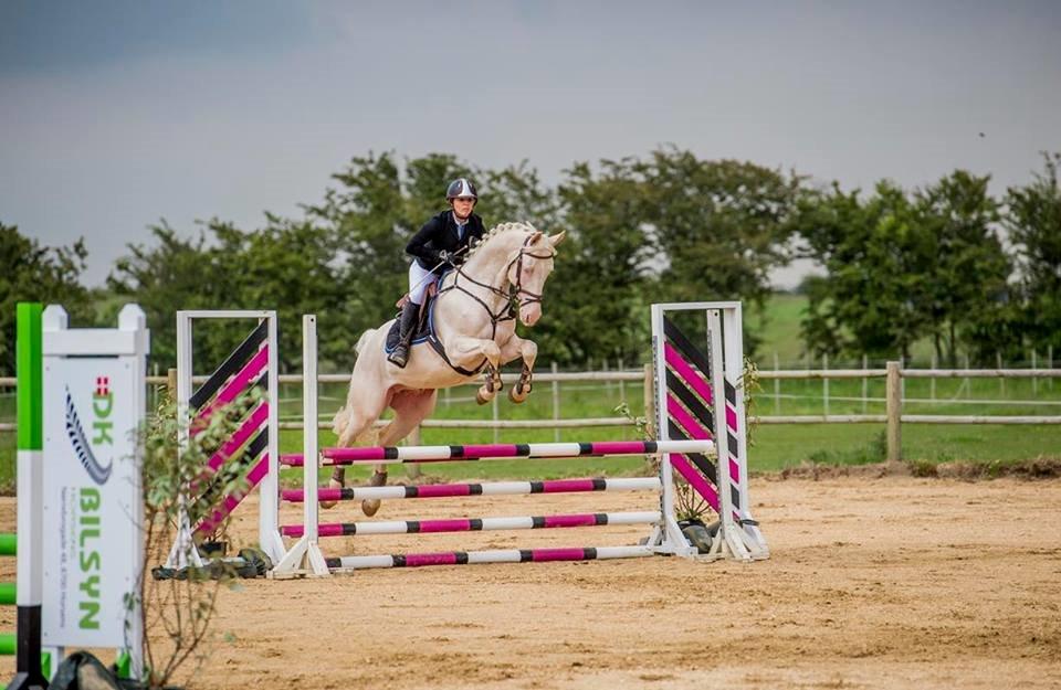 Palomino Stensgaardens cavanoux (EU Hingst) billede 29