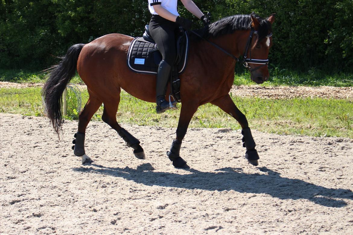 DSP Bæklunds Camikka billede 15