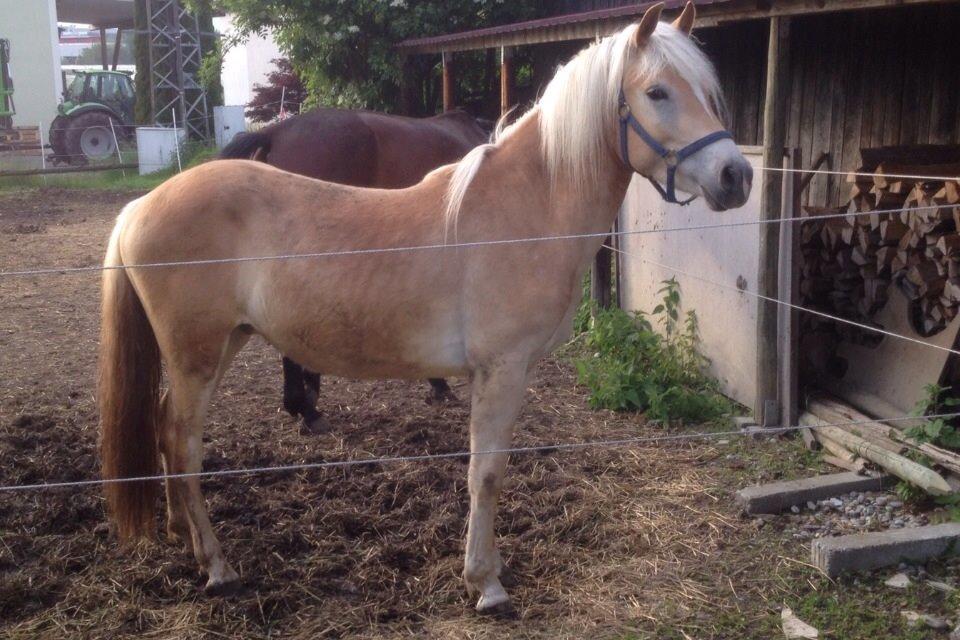 Haflinger Mountainstar billede 1