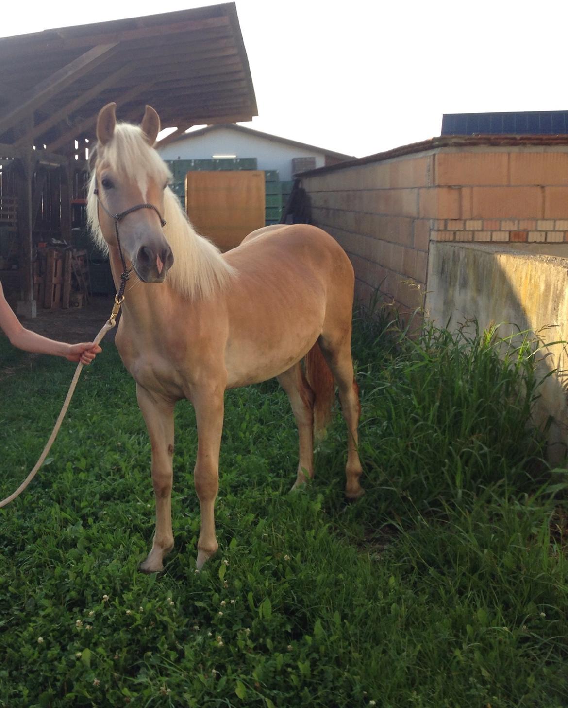 Haflinger Mountainstar billede 11