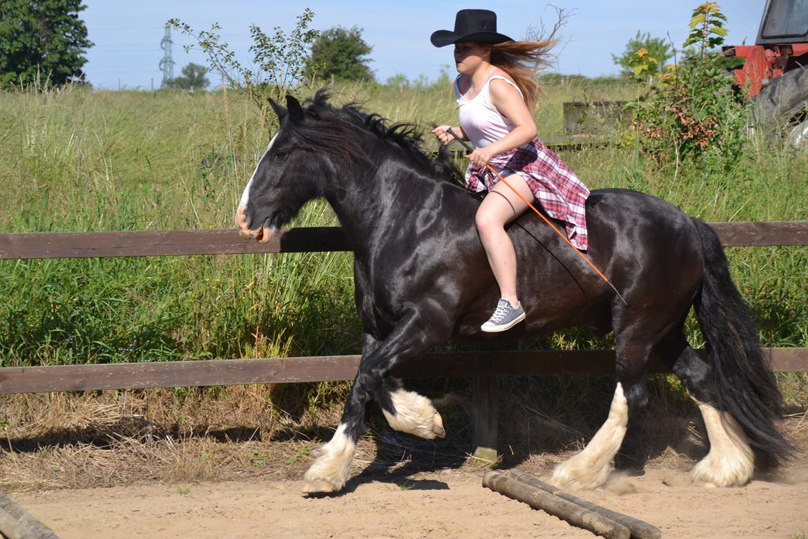 Irish Cob Valentin Wombat - Sommer 2K15 <3 billede 16