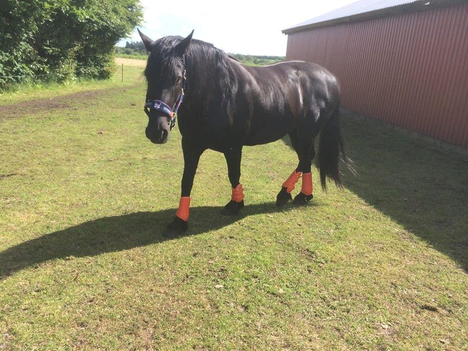 Barockpinto Tazzmin - Dårlig vinkel, hun ser noget fed ud :D billede 2