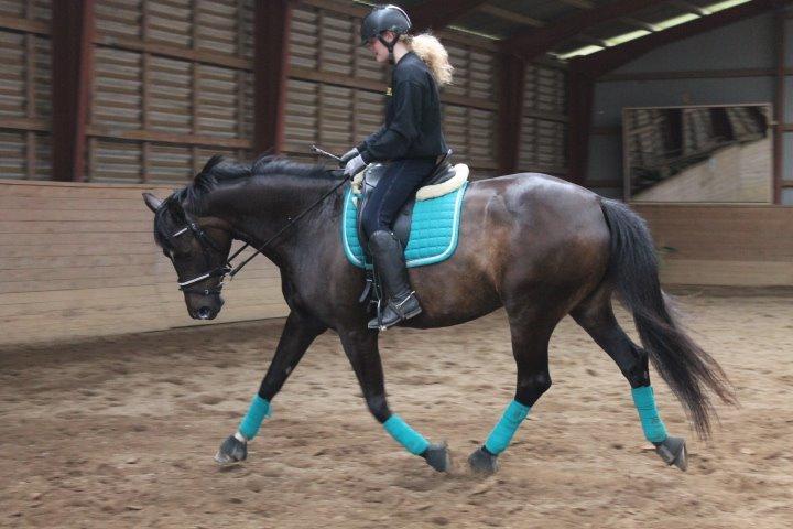 Dansk Varmblod Miss Light  billede 13